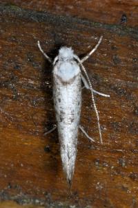<i>Paraswammerdamia albicapitella</i>