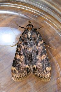 <i>Aglossa caprealis</i>