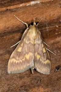 <i>Ostrinia nubilalis</i>