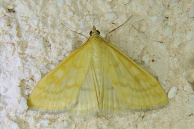 <i>Sitochroa verticalis</i>