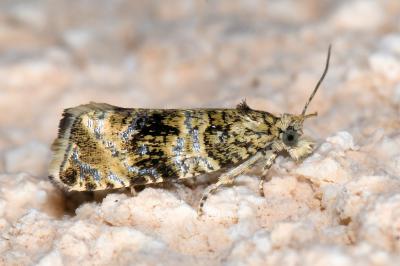 <i>Celypha lacunana</i>