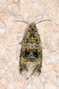 <i>Celypha lacunana</i>