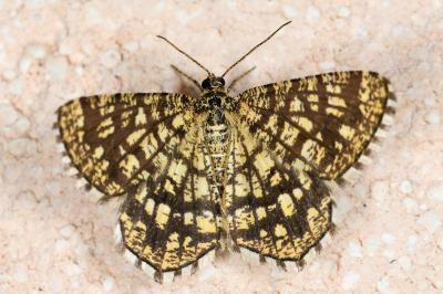 <i>Chiasmia clathrata</i>