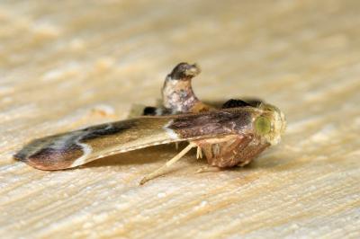 <i>Pyralis farinalis</i>