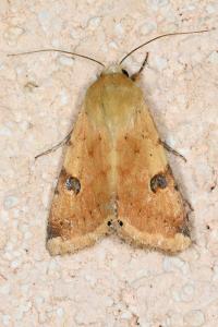 <i>Heliothis peltigera</i>