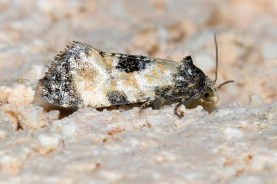 <i>Cochylis dubitana</i>