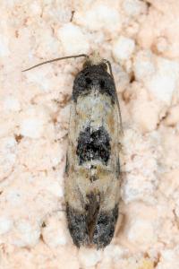 <i>Cochylis dubitana</i>