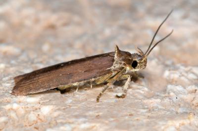 <i>Agonopterix cnicella</i>
