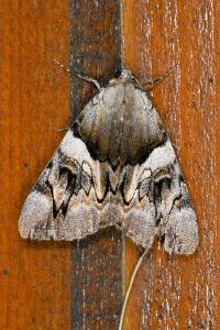 <i>Catocala fulminea</i>