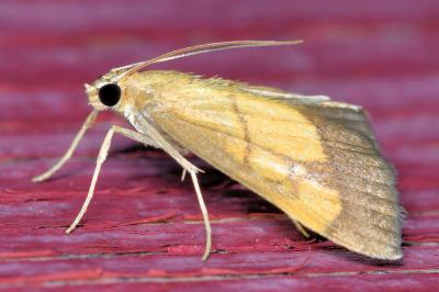 <i>Evergestis limbata</i>