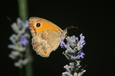 <i>Pyronia tithonus</i>