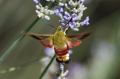 <i>Hemaris fuciformis</i>