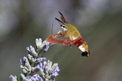 <i>Hemaris fuciformis</i>