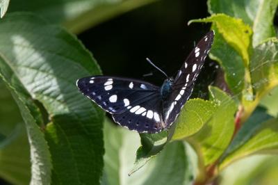 <i>Limenitis reducta</i>