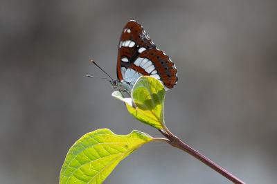 <i>Limenitis reducta</i>