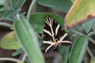 <i>Euplagia quadripunctaria</i>