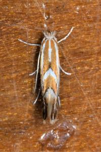 <i>Phyllonorycter</i>