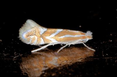 <i>Phyllonorycter</i>