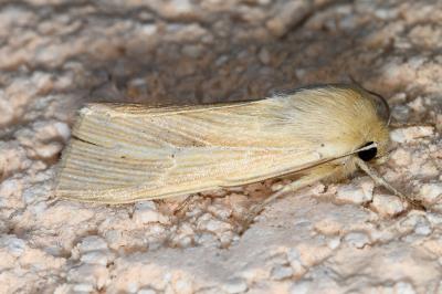 <i>Mythimna straminea</i>