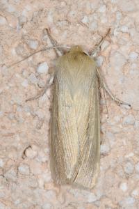 <i>Mythimna straminea</i>