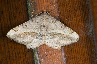 <i>Chiasmia aestimaria</i>