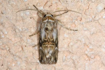 <i>Calophasia lunula</i>