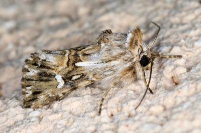 <i>Calophasia lunula</i>