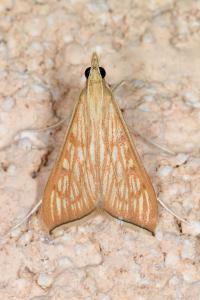 <i>Antigastra catalaunalis</i>