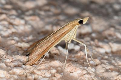 <i>Antigastra catalaunalis</i>