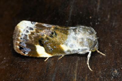 <i>Acontia lucida</i>