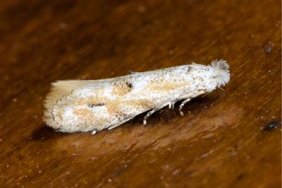 <i>Bucculatrix bechsteinella</i>