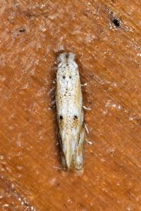 <i>Bucculatrix bechsteinella</i>