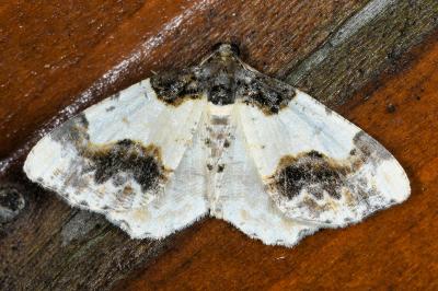 <i>Ligdia adustata</i>
