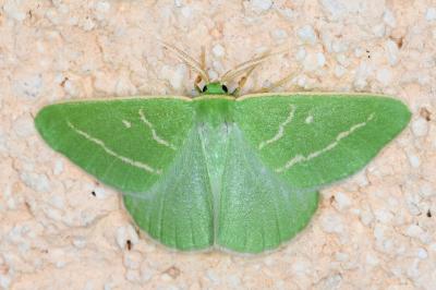 <i>Thetidia smaragdaria</i>
