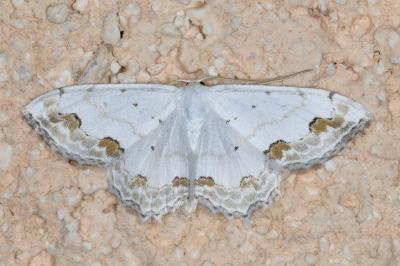 <i>Scopula ornata</i>