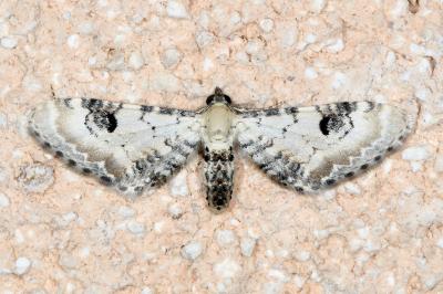 <i>Eupithecia centaureata</i>