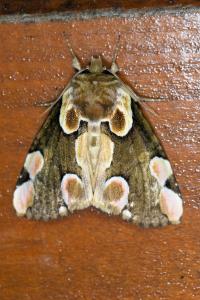 <i>Thyatira batis</i>