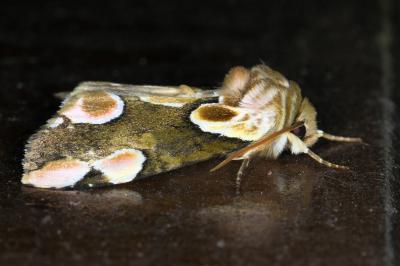 <i>Thyatira batis</i>
