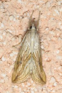 <i>Evergestis forficalis</i>