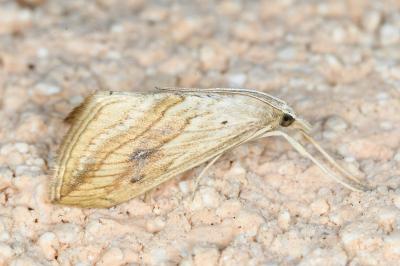 <i>Evergestis forficalis</i>