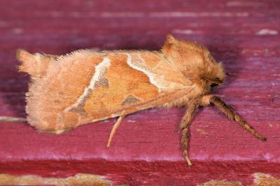 <i>Triodia sylvina</i>