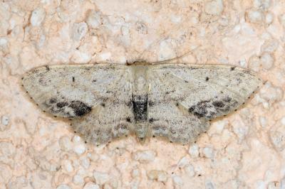 <i>Idaea dimidiata</i>