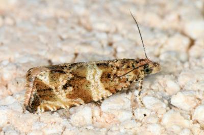 <i>Celypha cespitana</i>