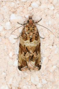 <i>Celypha cespitana</i>