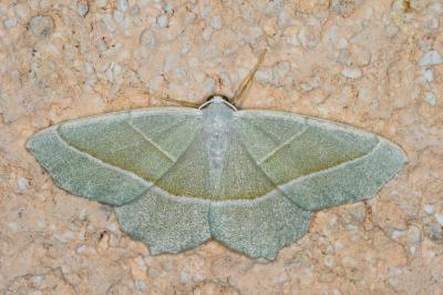 <i>Campaea margaritaria</i>