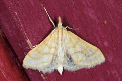 <i>Paracorsia repandalis</i>