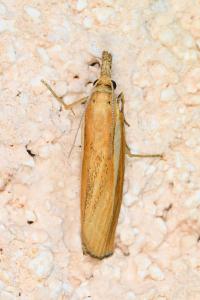 <i>Agriphila selasella</i>
