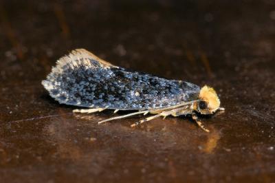 <i>Monopis laevigella</i>