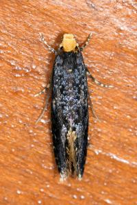 <i>Monopis laevigella</i>
