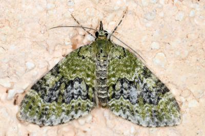 <i>Acasis viretata</i>